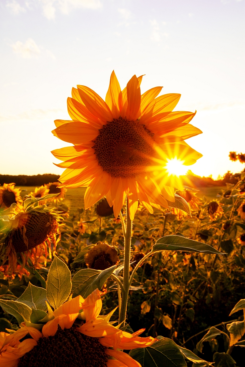 Sonnenblume im Abendlicht